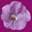 Flower and Shower logo