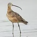 Curlew Netherlands logo