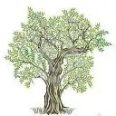 deOlijfolieshop logo