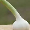 Biesheuvel Knoflook BV logo