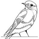 Bluebirds Amsterdam logo