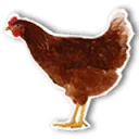 FarmCamps logo