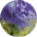 Voertaal Studio logo