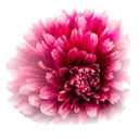 Bloemenhof Heemstede logo