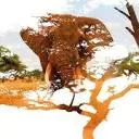 Nature Restoration Company logo