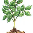 Aardappelveredelingsbedrijf Jalving bv logo