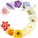 Eleven Floawers Foundation logo