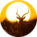 Sundowner Photo Tours logo