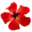 B AND B Hibiscus Beach House logo