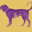 DutchSloeGin logo